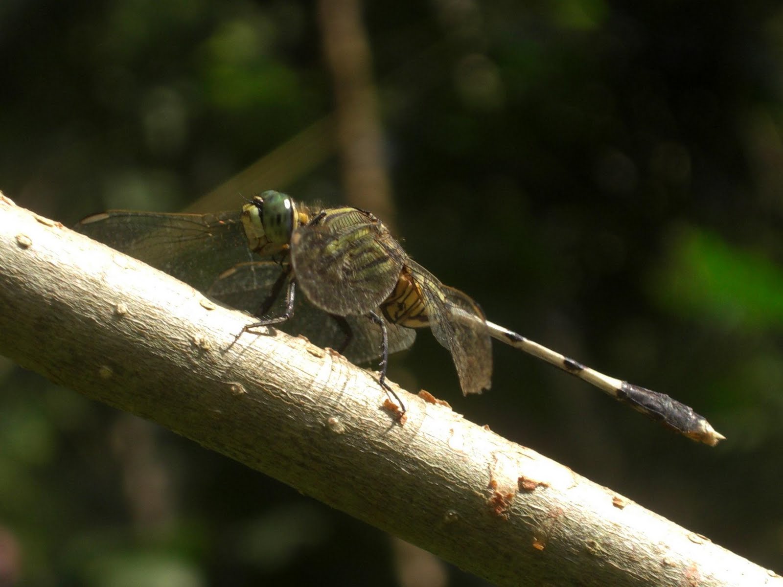 Photography & Me Common Dragonflies in My Area