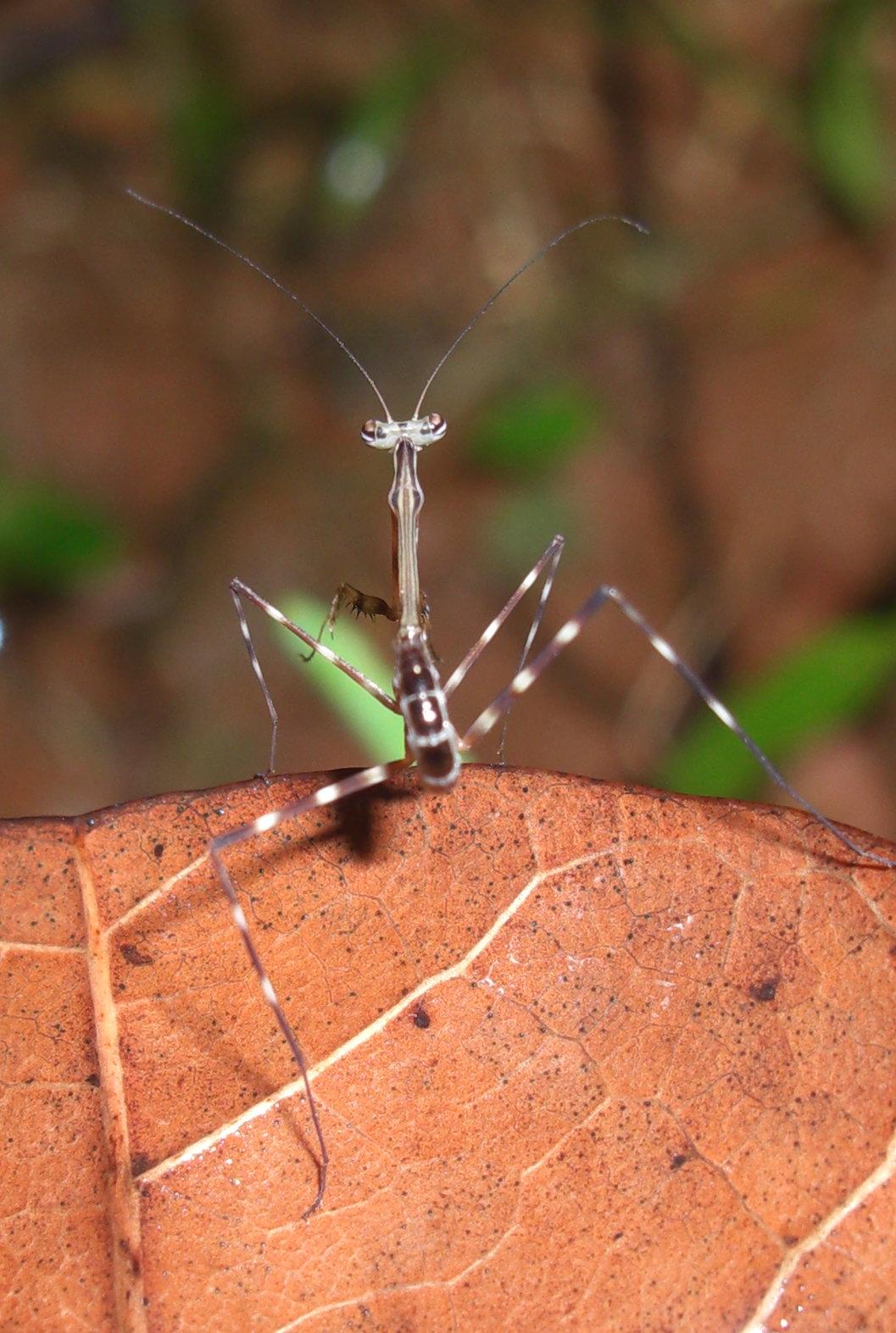 Photography & Me A Colourful StickMantis