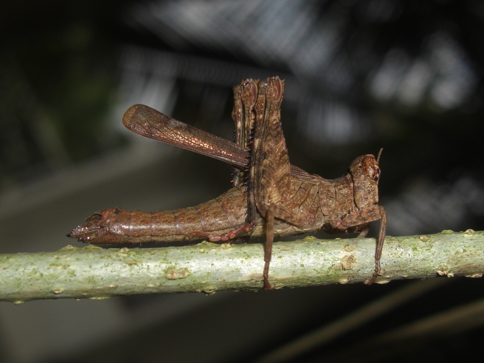 Photography & Me Hoppers