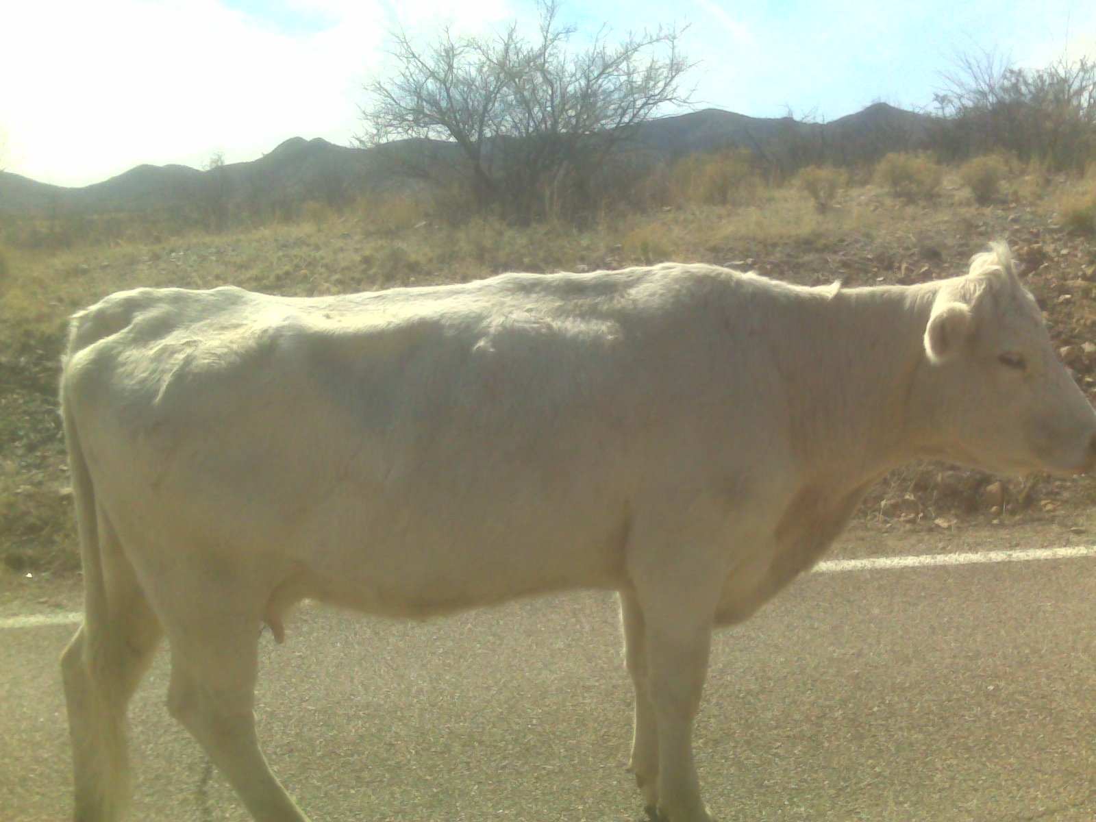 [Arivaca+cow.JPG]