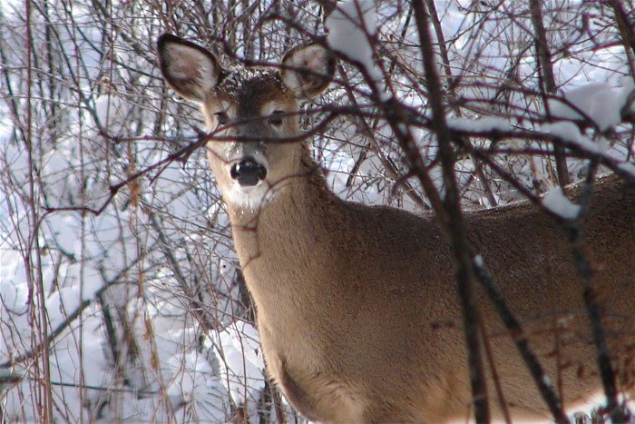 [deer+and+snow+071207+(12).JPG]