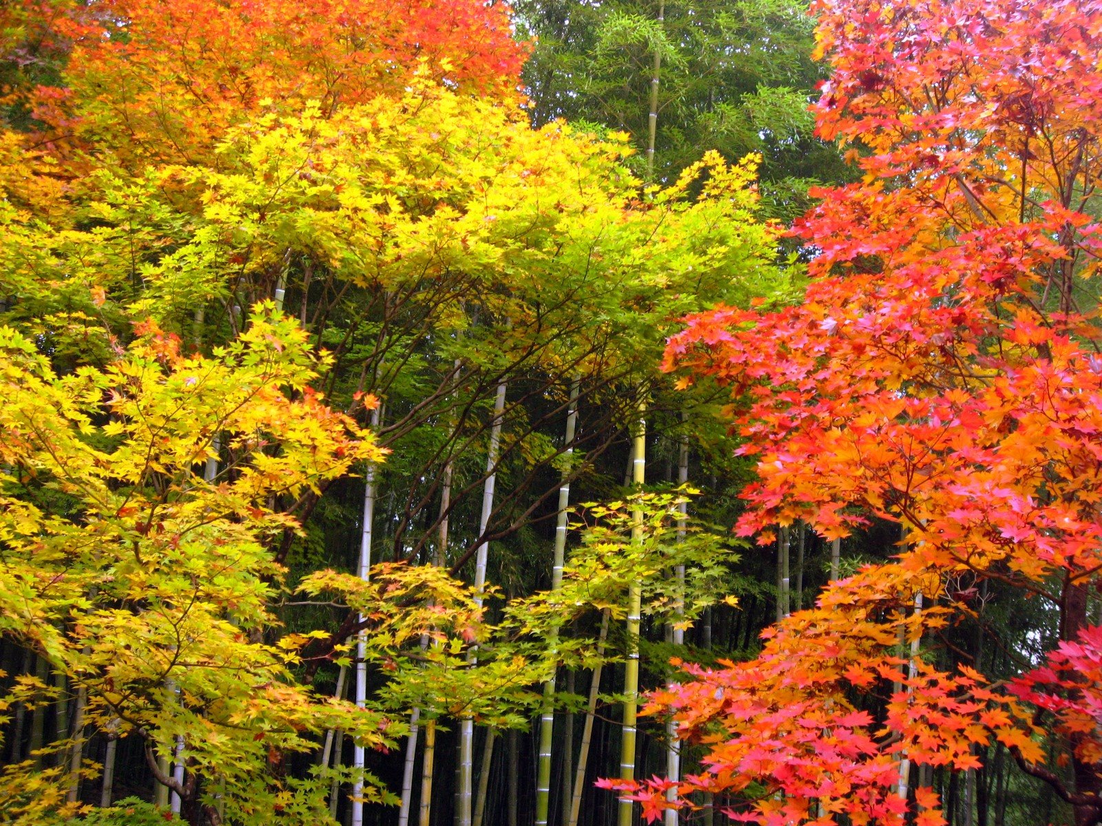 [arashiyama_9027_tenryuji.jpg]