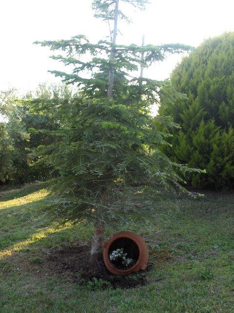 The fir-tree and the flower