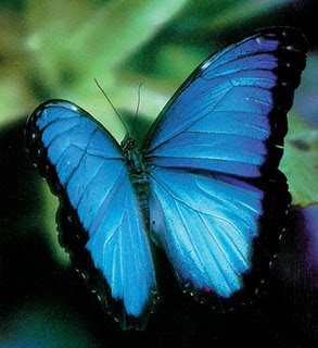 Blue Monarch