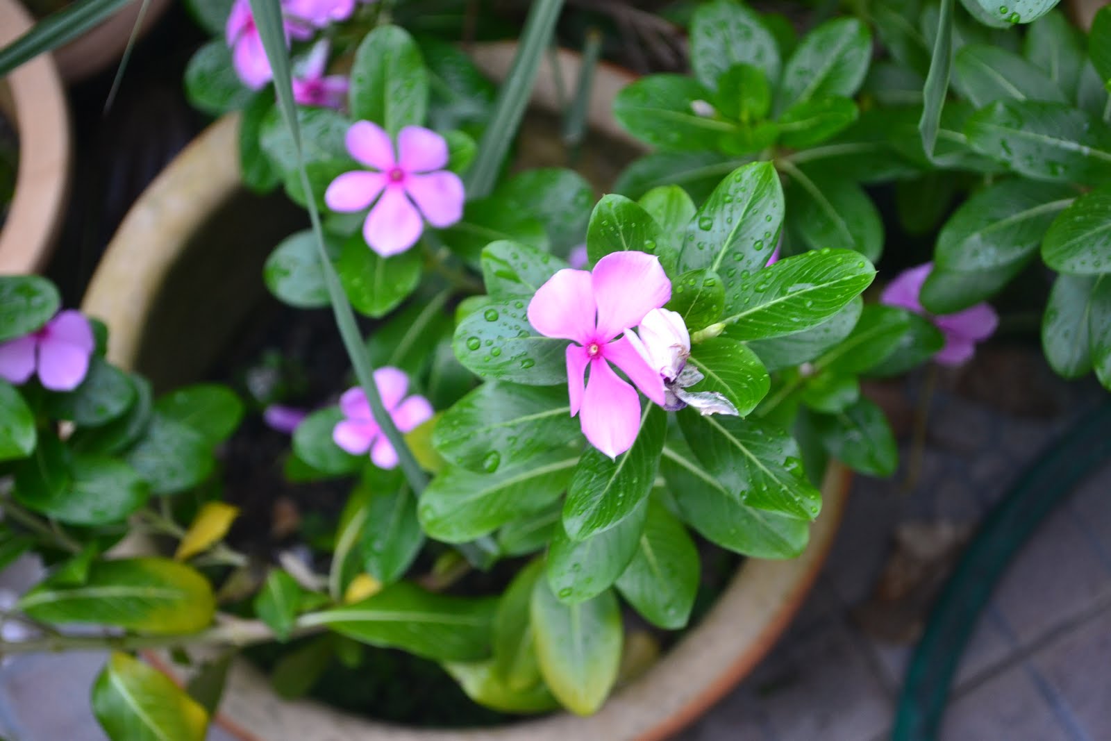 Conteng-Contengan Bukan Ilmiah