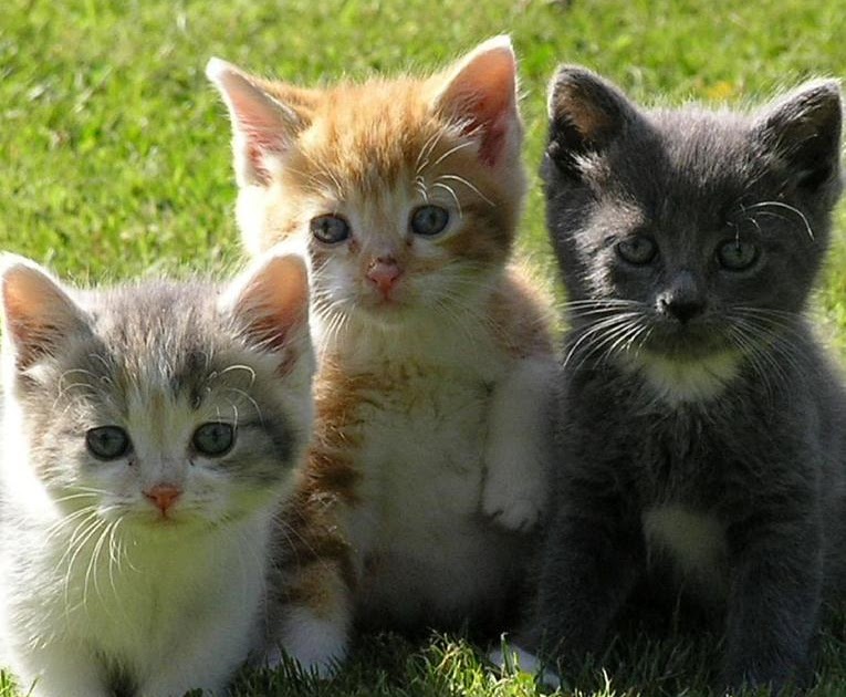 Купить котенка в великом. Три котенка у речки. Фотография 3 котят 1983 года. Три котёнка Великий Новгород. Три котенка друг за другом.