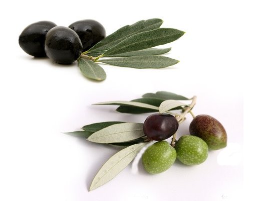 [azeitonas.JPG]