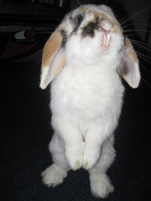 lionhead rabbit teeth