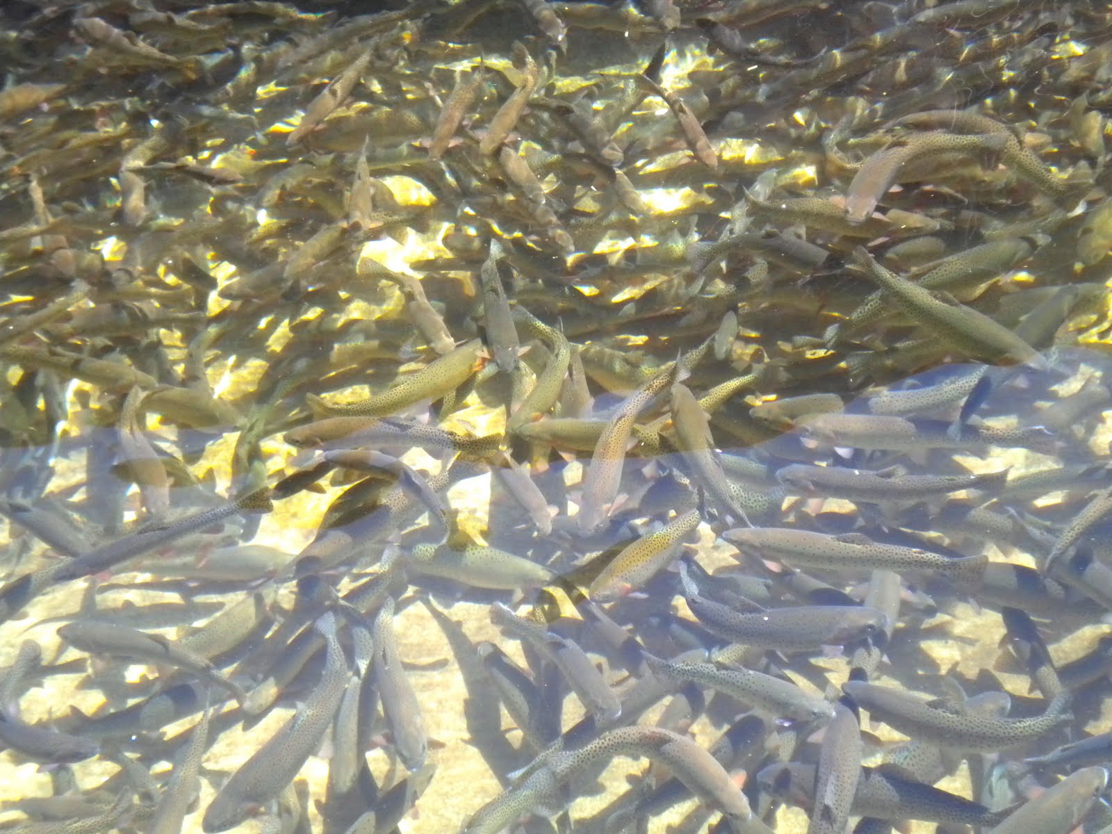 Boho in the 'Burbs Doc Holliday and the TwoHeaded Fish A Visit to