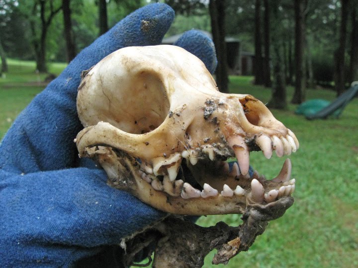 Matthew Fels: Animal Bones