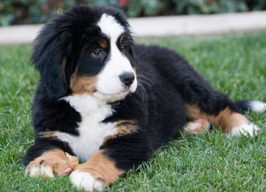 Hot Trends bernese mountain dog