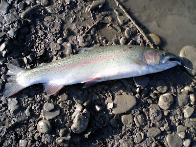 creek cattaraugus