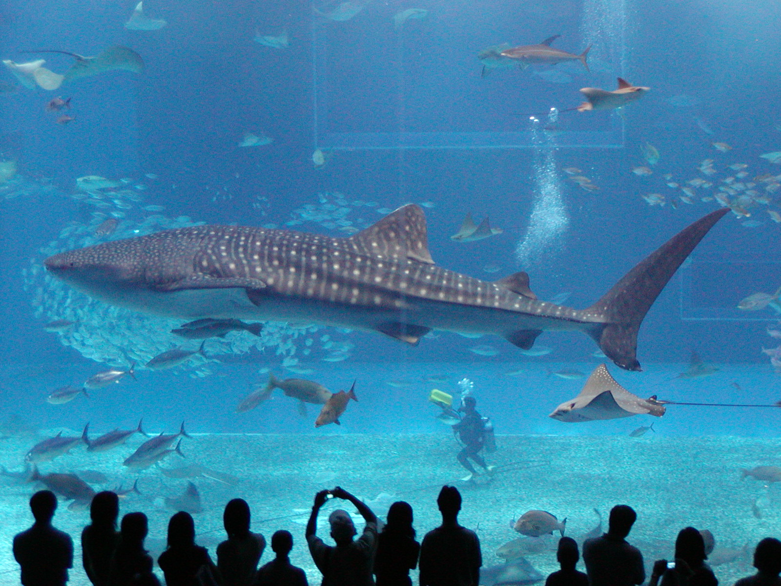 [shark.jpg]