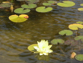 San Francisco Sunday Streets - lilypads San Francisco Sunday Streets - lilypads