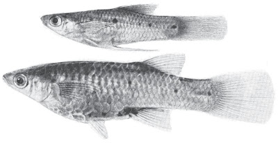 Leo's Aquarium Poeciliopsis gracilis (Heckel, 1848).