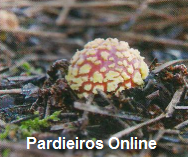 [06-12-2009+12-25-29.png]