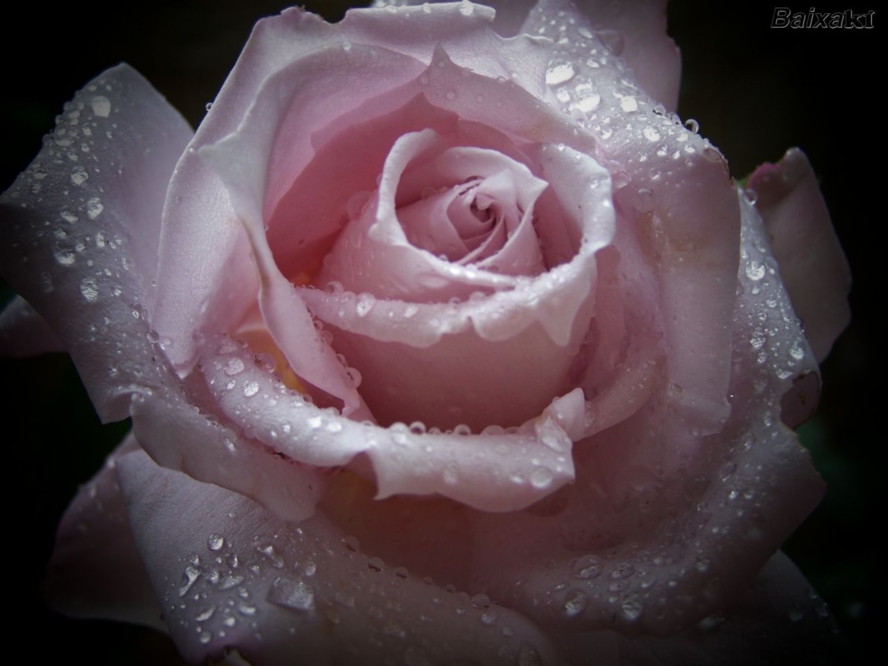 [214615-6259-1280+ROSA+MOLHADA.jpg"><img]