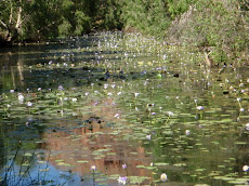 Water lilies lagoon