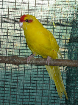 Kakarike amarelo