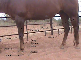 horse health and care
