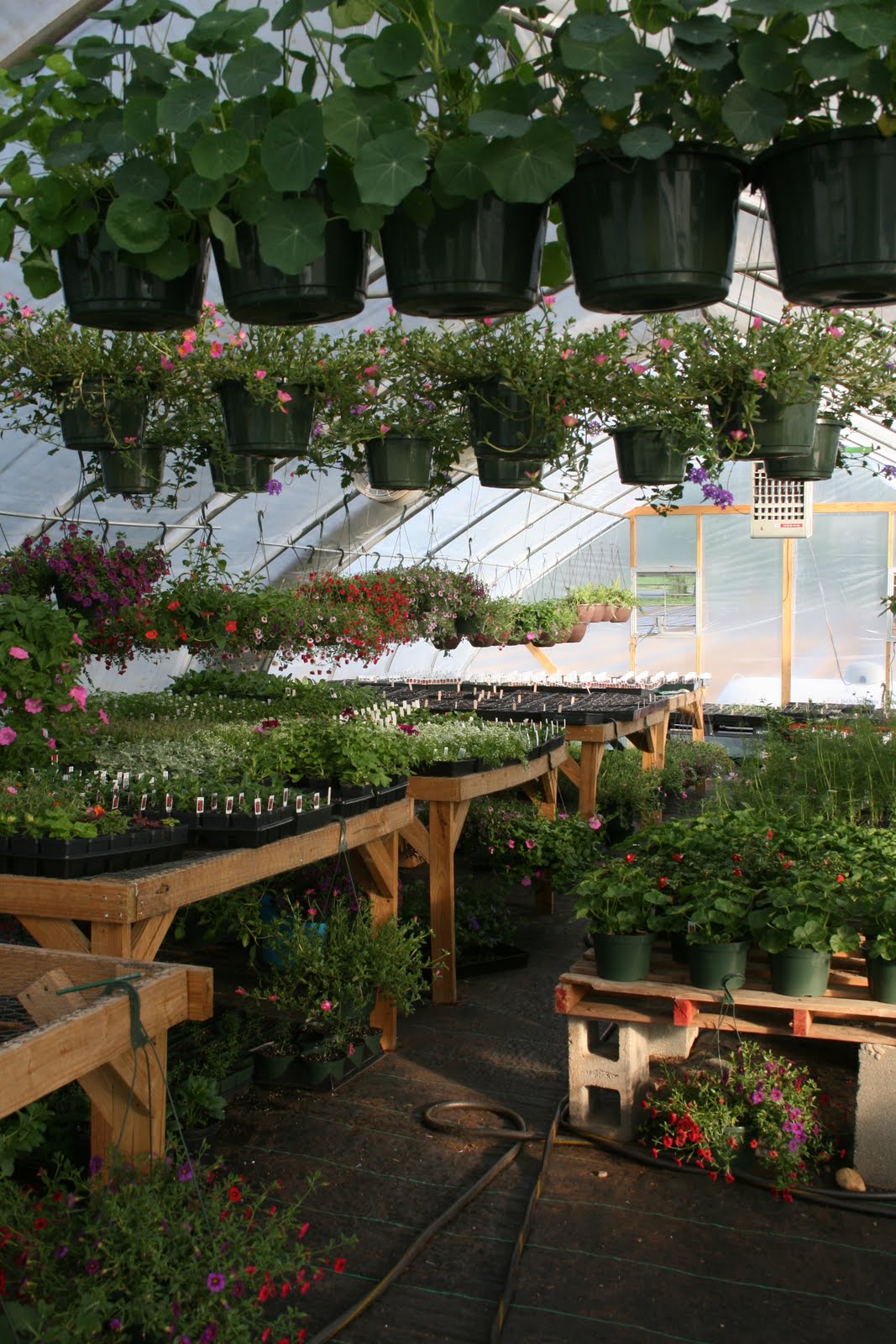 Wilson Farms & Greenhouses Photos