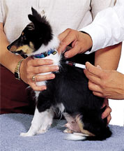 vacunación en los perros