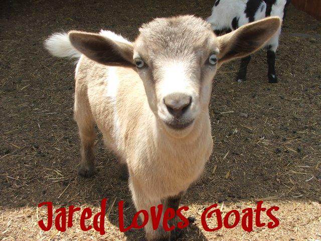 Jared Loves Goats
