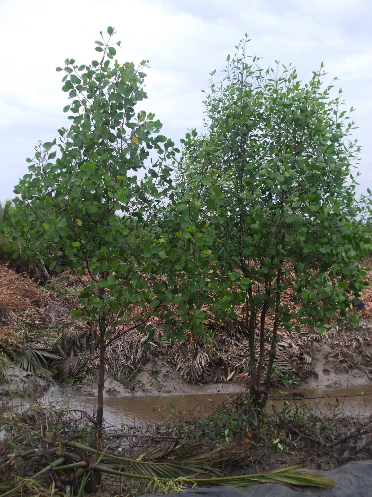 Plants Pidada Sonneratia is a kind of swamp dwellers tree by the river and part of the mangrove ve ation Locally this tree is often referred to as