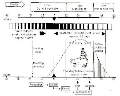 NEWS AND ARTICLE: The technique of pig AI