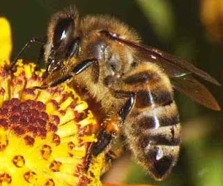 С 2008 года на Земле начали в гигантских количествах исчезать пчелы 
