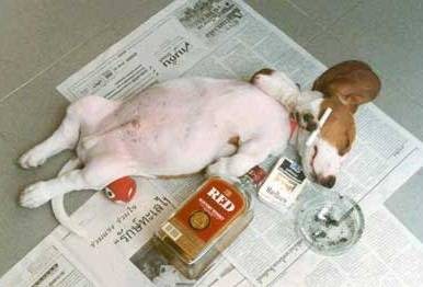 http://2.bp.blogspot.com/_xwE0rBDpg1Y/STxtyb8aAfI/AAAAAAAACgs/ke-w6yHxSgI/s400/smoking-drinking-dog-picture.jpg