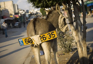 funny ass donkey licence number plate