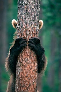 funny photo of bear hiding behind tree peek a boo