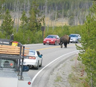 crazy funny photo moose traffic jam holding up cars but walking on right side of road