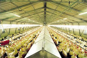 Broiler Farm Magetan, Madiun and Ngawi