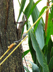 Lightning Bolt Lizard