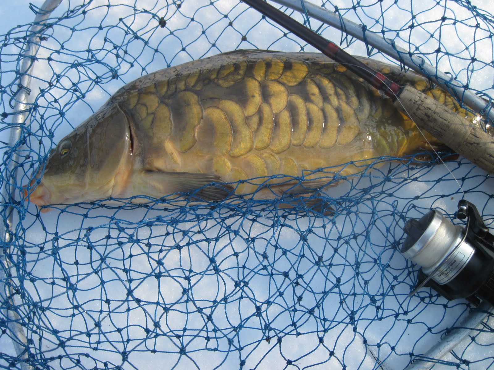 Rhode Island Carp Fishing Cold, Ice and Snow...And Carp Hitting!