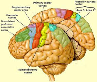 Physiology physics woven fine: Mirror Neurons: Resonant Circuitry in Brain?