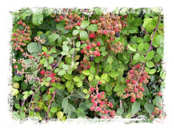 [Shapes+-+2009.09.01+15.46.18+-+(DSCN0116).png]