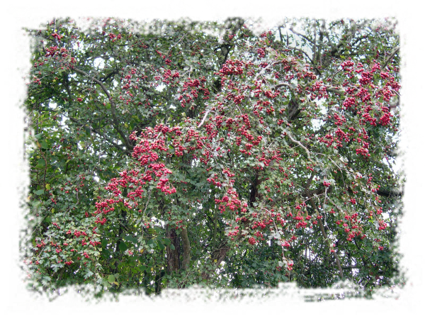 [Shapes+-+2009.09.01+15.45.38+-+(DSCN0117).png]