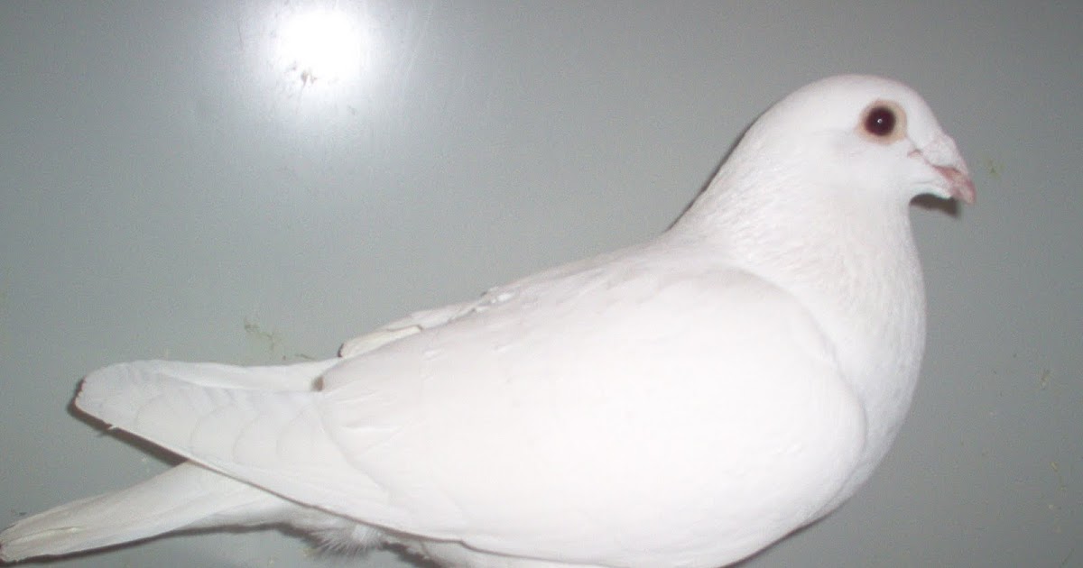 White Hope Racing Pigeons for Sale Homing Pigeons for Sale Racing