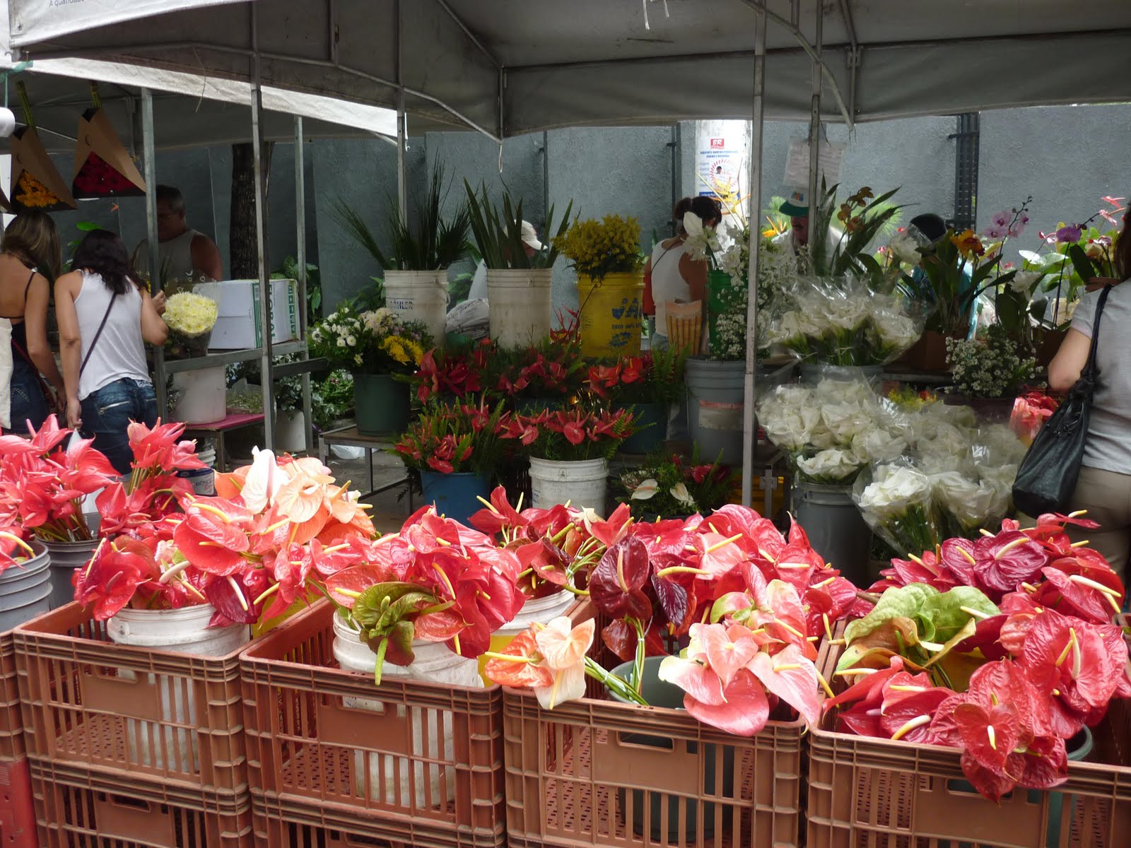 Sábado vamos à feira de Jardim da Penha comprar flores. | Arrumada