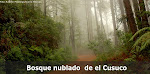 Bosque Cusuco