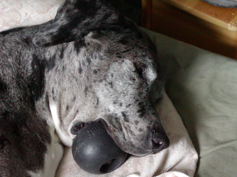 Pongo all tuckered out, fell asleep with his Kong still in his mouth