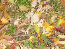 Autumn Turf