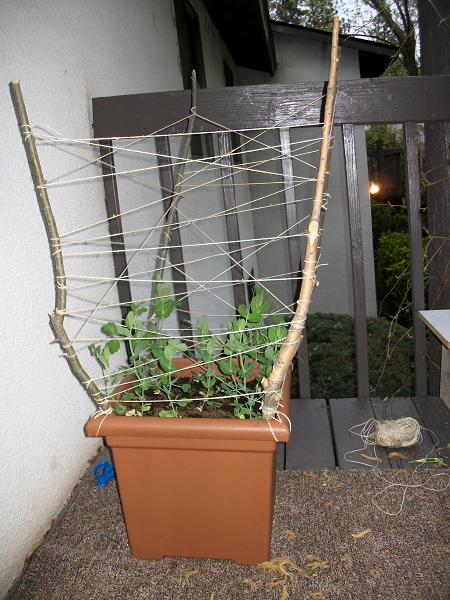 patio garden adventures