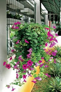 Hijau Dengan Pot Gantung di Lahan Sempit