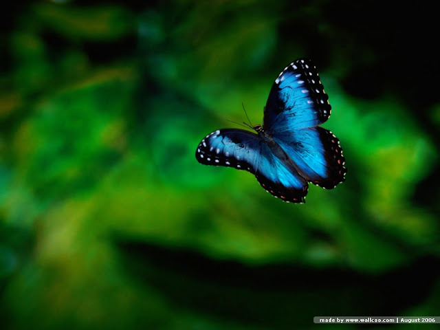 Butterfly Wallpapers 0103