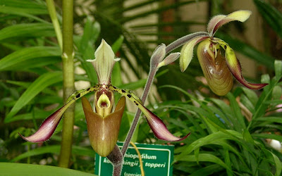 Paph. richardianum