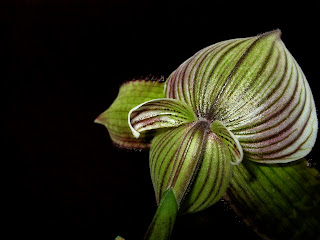 Paph. (Zellwood Station x Hsinying Maru) 'Automagically'